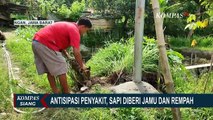 Jaga Stamina & Cegah Penyebaran PMK, Peternak Racik Rempah & Jamu Tradisional untuk Sapi!
