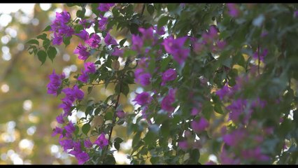 A las mujeres de España. María Lejárraga Tráiler