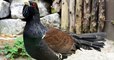 Pyrénées : le Conseil d'État interdit de chasser le grand tétras pendant cinq ans