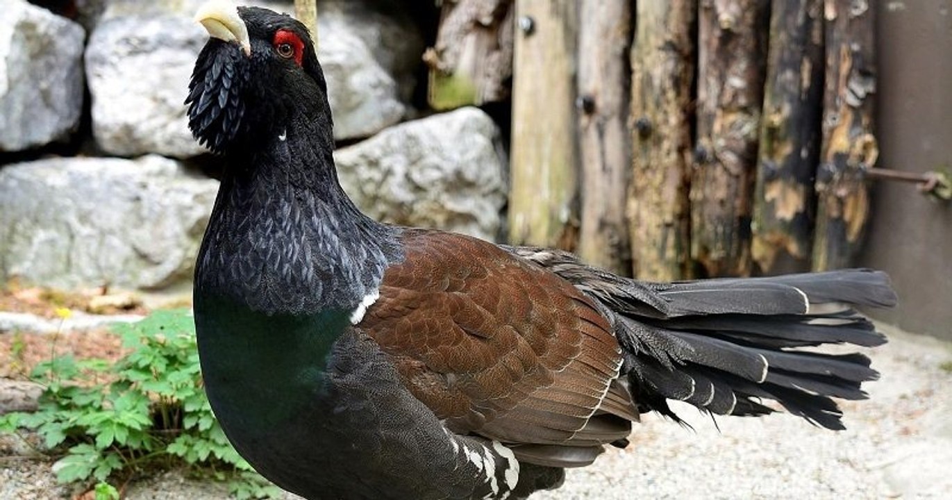 Pyrénées : le Conseil d'État interdit de chasser le grand tétras pendant cinq ans