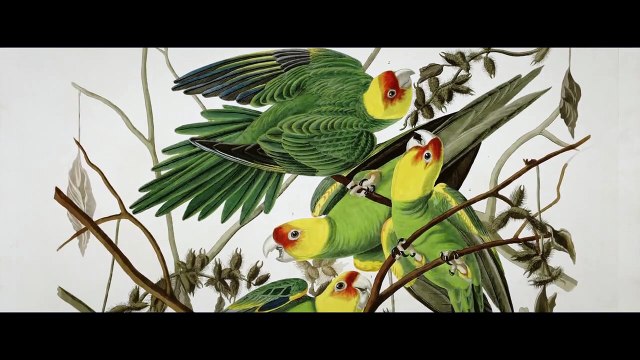 Birds of America Bande-annonce VF