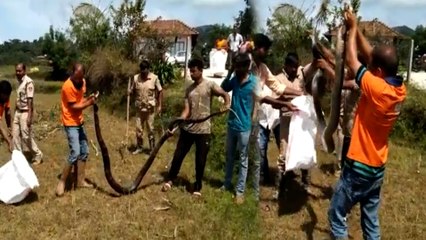 ಬೃಹತ್ ಗಾತ್ರದ ಕಾಳಿಂಗ ಸೆರೆ :ಕಾಳಿಂಗ ಸರ್ಪಕ್ಕೆ ಹೆದರುತ್ತಿದ್ದ ಜನರು ಈಗ ನಿರಾಳ | Oneindia Kannada