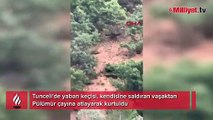 Bu görüntüler Tunceli'den! Vaşak kovaladı, yaban keçisi kaçtı