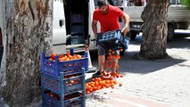 Bodrum’a satmaya getirdiği domateslere ceza yazılan esnaf, hepsini yere döktü