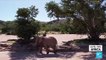 State sponsored elephant auction raises controversy in Namibia