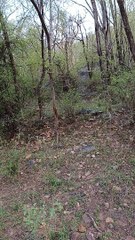 टाइगरों के बीच ऐसे होता है युद्ध...देखें वीडियो