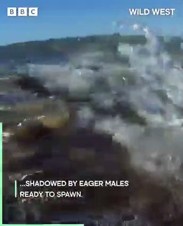 Grunion fish are unique in that they lay their eggs on dry land, creating a truly spectacular view. However, this behaviour also catches the attention of predators…