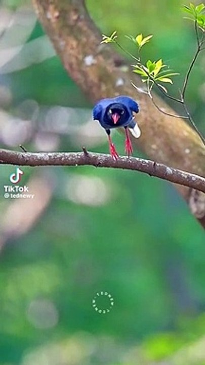 Beautiful parrots
