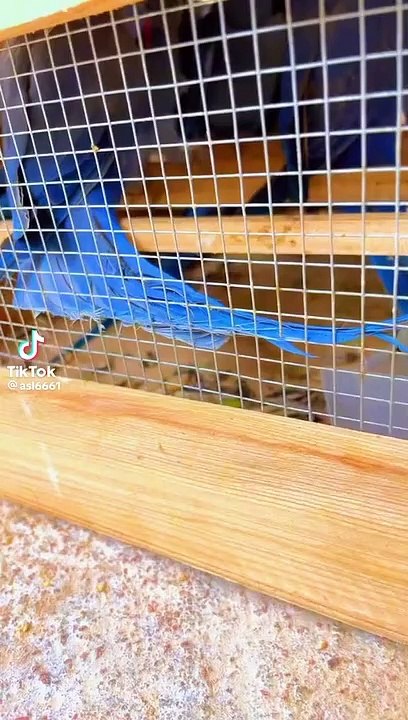 Oppline ringneck parrots