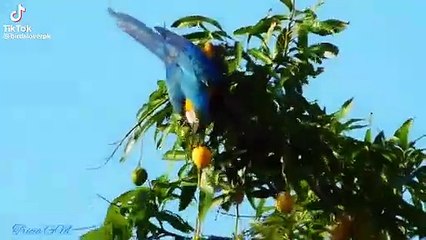 Sun conure parrots