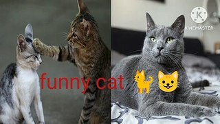 Cat video is so  funny cat videos and playing with men
