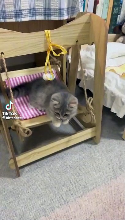 Beautiful kitten