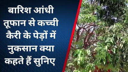टोडाभीम: बारिश, आंधी-तूफान से कच्ची कैरी के पेड़ों में नुकसान, क्या बोले किसान...