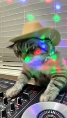 kucing ini sangat harmonis