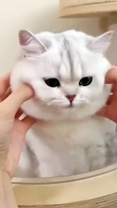 kucing ini sangat menarik