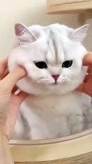 kucing ini sangat menarik