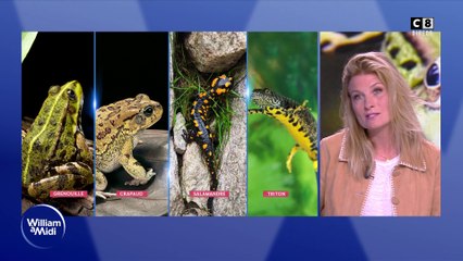 Vos animaux : Grenouille, crapaud: Des animaux pleins de ressources qu'il faut sauvegarder