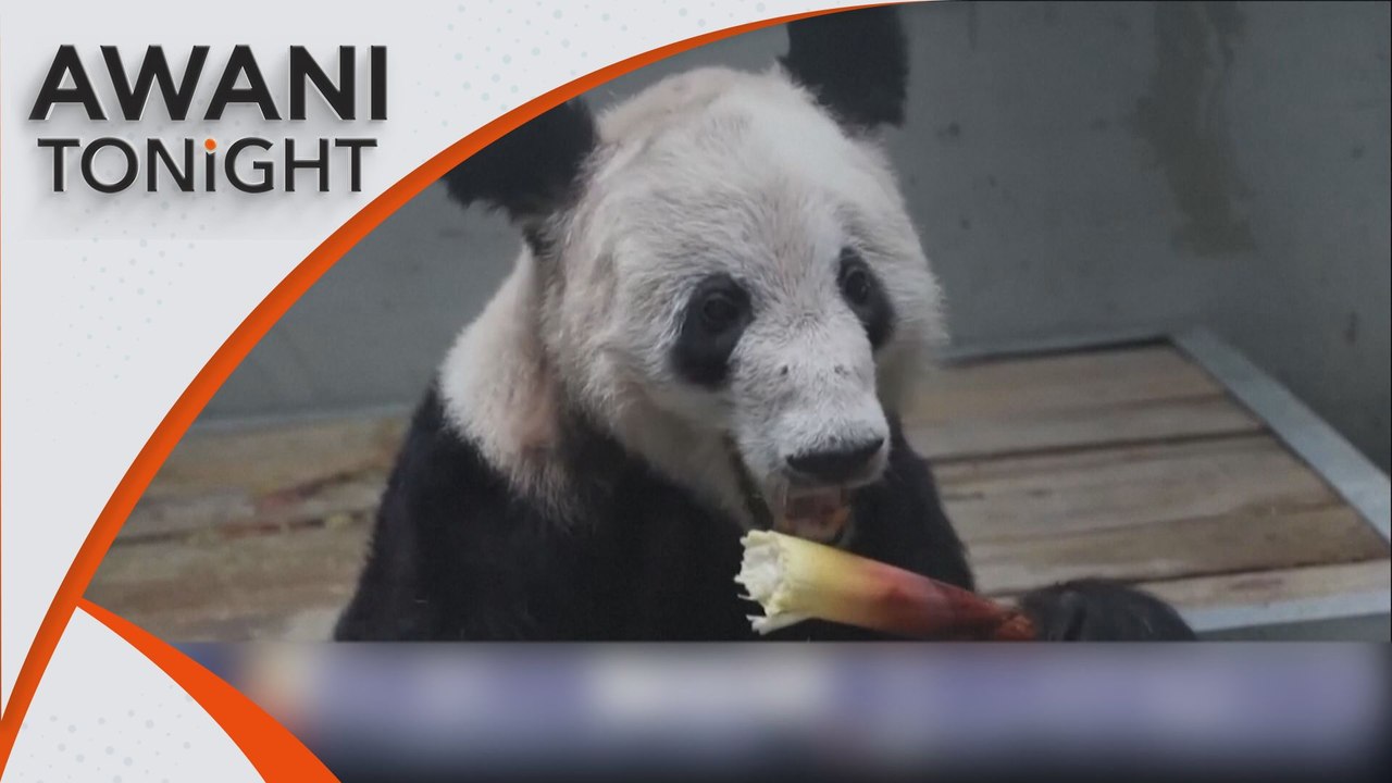 AWANI Tonight: Giant panda Ya Ya returns to Beijing Zoo