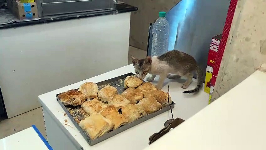 திரையரங்க உணவகத்தில் கூலாக பப்ஸ் சாப்பிட்ட பூனை; ஷாக்கான ரசிகர்கள்: லாக் செய்த அதிகாரிகள்