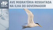 Rio de Janeiro registra terceiro caso de gripe aviária