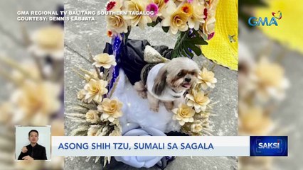 Asong shih tzu, sumali sa sagala | Saksi