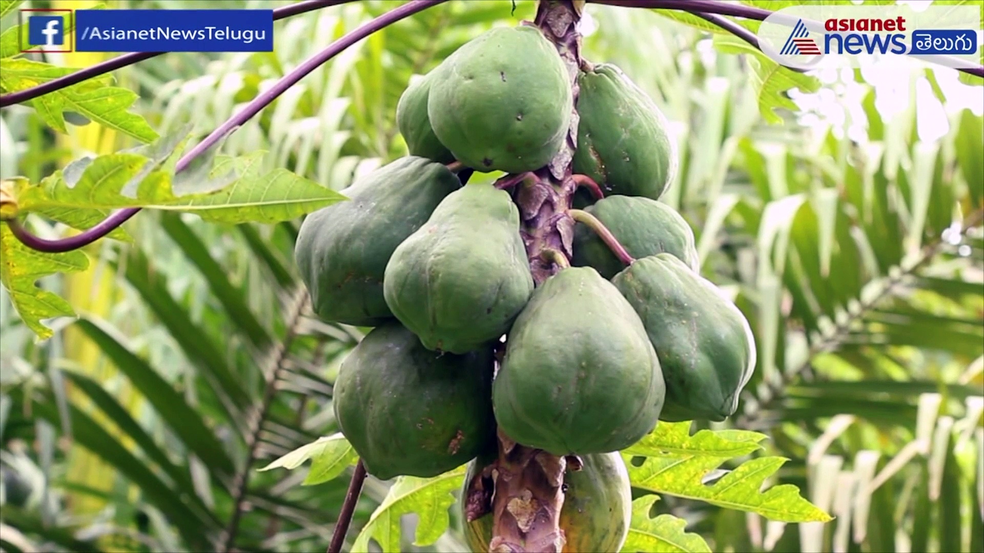 మలేరియా నుండి క్యాన్సర్ వరకు.. బొప్పాయి ఆకు బెస్ట్ మెడిసిన్..