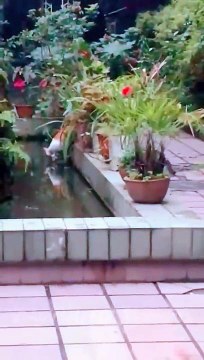 Funny Cats Wont Let You Down Animals Lol Moments funnyanimals funnycats shorts_480p