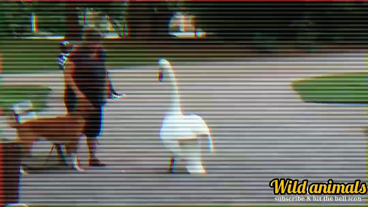 Cute and funny animals video