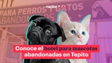 Conoce el hotel para mascotas abandonadas en Tepito
