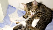 Cat Has Bathing Time