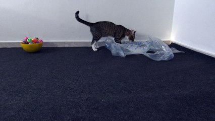 Cat Has Found a New Toy
