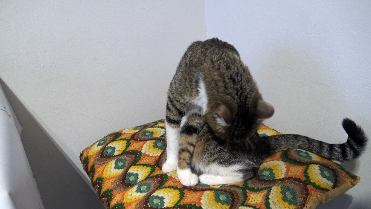 Cat Jumps on the Table video Dailymotion