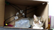 This Cat Loves Boxes