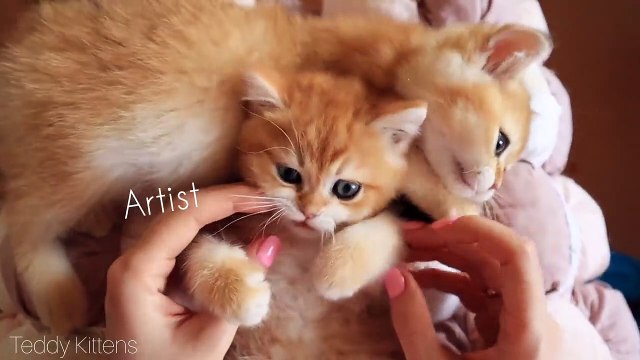 Little Fluffy Balls Love Biting. Cute Golden Kittens