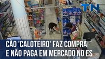 Cão 'caloteiro' faz compra e não paga em mercado no ES