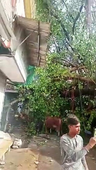 150 trees uprooted by the storm, because the roots were covered with concrete