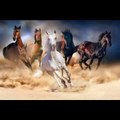 Beautifull horse  short video pics A.s chanal