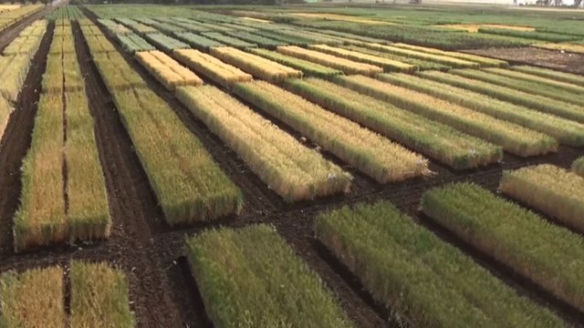 المغرب.. هل ينجح المزارعون في تطوير محاصيل مقاومة للجفاف؟