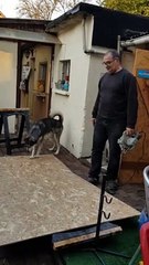 Husky 'Helps' With DIY Project