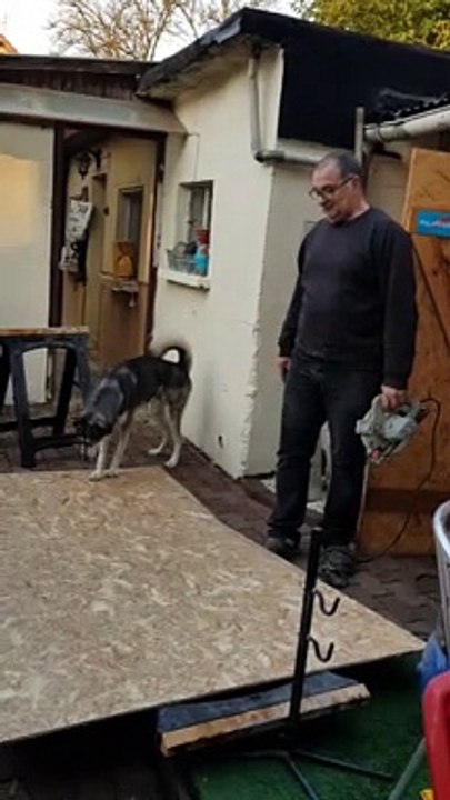 Husky 'Helps' With DIY Project