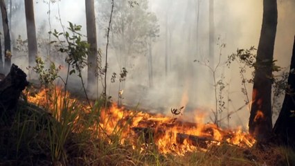 Queensland preparing for 'significant' bushfire season