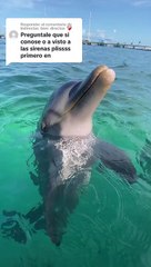 ¿Delfines Confirman la Existencia de Sirenas? 🐬