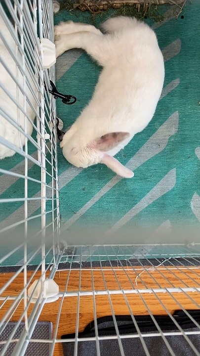 This Bunny Is a Very Active Sleeper