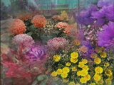 chrysanthemes fleurs marc postulka