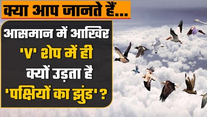 Interesting Facts About Birds: Why Birds fly in V Shape, वैज्ञानिकों ने किया खुलासा | वनइंडिया