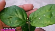 How To Grow Mogra Jasmine Plant From Cuttings Mogra Jasmine