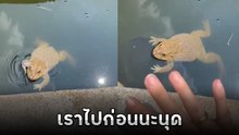 ไวรัลน่ารัก ปล่อยกบสู่ธรรมชาติ น้องตะเบ๊ะก่อนว่ายน้ำจากไป