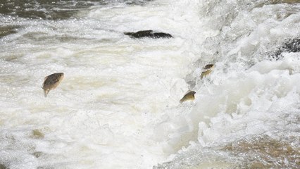 Tatlı su kefallerinin zorlu yolculuğu görüntülendi