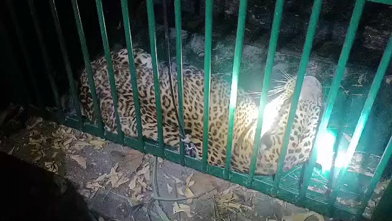 leopard in cage