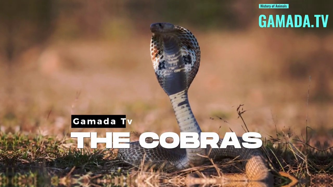 The Cobra's Tale: From Sacred Symbol to Deadly Predator